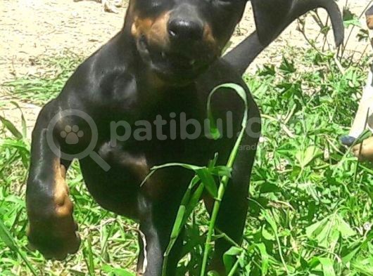 Akkuş Üreti̇m Çi̇ftli̇ği̇nden Doberman Yavrulari