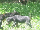 Akkuş Üreti̇m Çi̇ftli̇ği̇nden Doberman Yavrulari