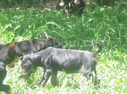 Akkuş Üreti̇m Çi̇ftli̇ği̇nden Doberman Yavrulari görsel