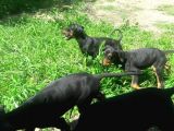 Akkuş Üreti̇m Çi̇ftli̇ği̇nden Doberman Yavrulari