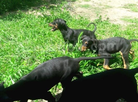 Akkuş Üreti̇m Çi̇ftli̇ği̇nden Doberman Yavrulari görsel