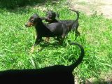 Akkuş Üreti̇m Çi̇ftli̇ği̇nden Doberman Yavrulari