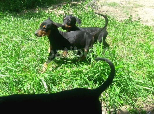 Akkuş Üreti̇m Çi̇ftli̇ği̇nden Doberman Yavrulari görsel