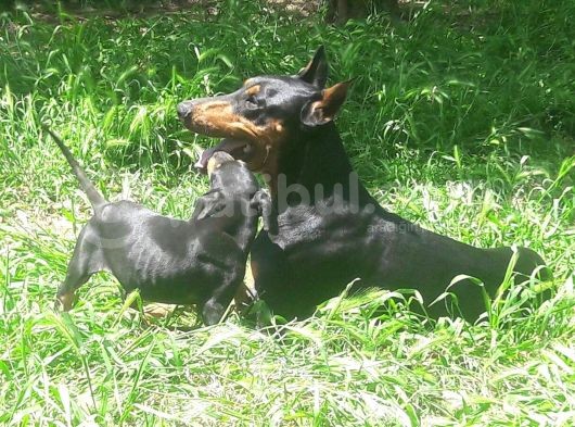 Akkuş Üreti̇m Çi̇ftli̇ği̇nden Doberman Yavrulari görsel