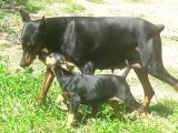 Akkuş Üreti̇m Çi̇ftli̇ği̇nden Doberman Yavrulari