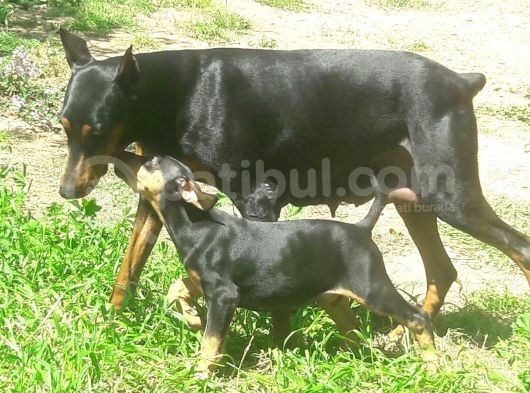 Akkuş Üreti̇m Çi̇ftli̇ği̇nden Doberman Yavrulari görsel