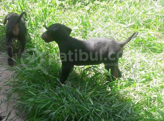 Akkuş Üreti̇m Çi̇ftli̇ği̇nden Doberman Yavrulari görsel