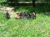 Akkuş Üreti̇m Çi̇ftli̇ği̇nden Doberman Yavrulari