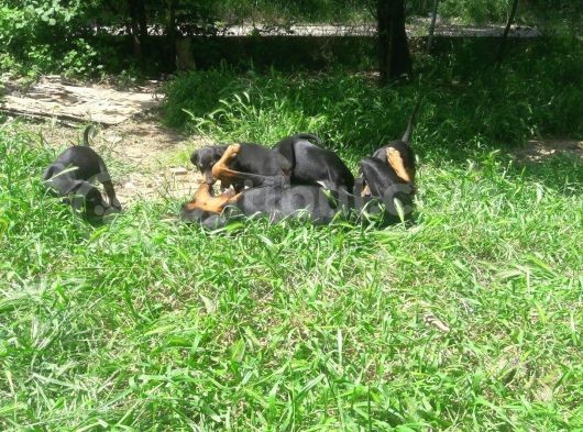 Akkuş Üreti̇m Çi̇ftli̇ği̇nden Doberman Yavrulari görsel