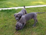 BLUE CANE CORSO YAVRULARIMIZ AKKUŞ ÜRETİM ÇİFTLİĞİNDEN