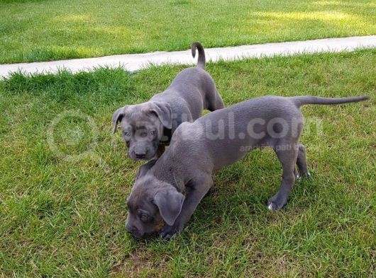 Blue Cane Corso Yavrularimiz Akkuş Üreti̇m Çi̇ftli̇ği̇nden