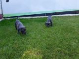 Blue Cane Corso Yavrularimiz Akkuş Üreti̇m Çi̇ftli̇ği̇nden