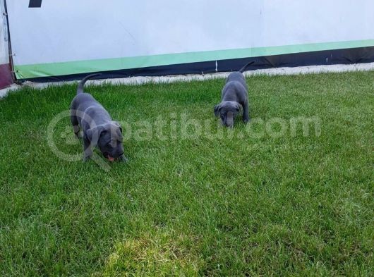 Blue Cane Corso Yavrularimiz Akkuş Üreti̇m Çi̇ftli̇ği̇nden görsel