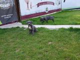 Blue Cane Corso Yavrularimiz Akkuş Üreti̇m Çi̇ftli̇ği̇nden