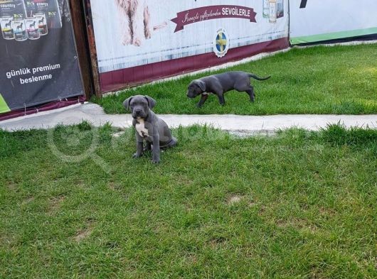 Blue Cane Corso Yavrularimiz Akkuş Üreti̇m Çi̇ftli̇ği̇nden görsel