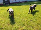 Blue Cane Corso Yavrularimiz Akkuş Üreti̇m Çi̇ftli̇ği̇nden
