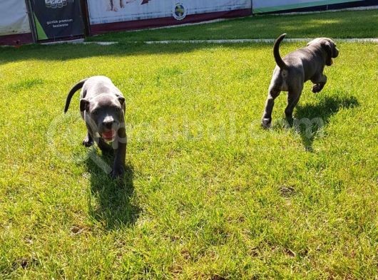 Blue Cane Corso Yavrularimiz Akkuş Üreti̇m Çi̇ftli̇ği̇nden görsel