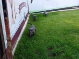Blue Cane Corso Yavrularimiz Akkuş Üreti̇m Çi̇ftli̇ği̇nden