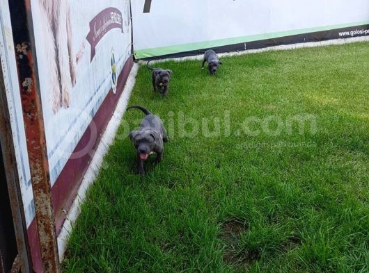Blue Cane Corso Yavrularimiz Akkuş Üreti̇m Çi̇ftli̇ği̇nden görsel