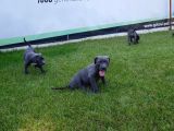 Blue Cane Corso Yavrularimiz Akkuş Üreti̇m Çi̇ftli̇ği̇nden