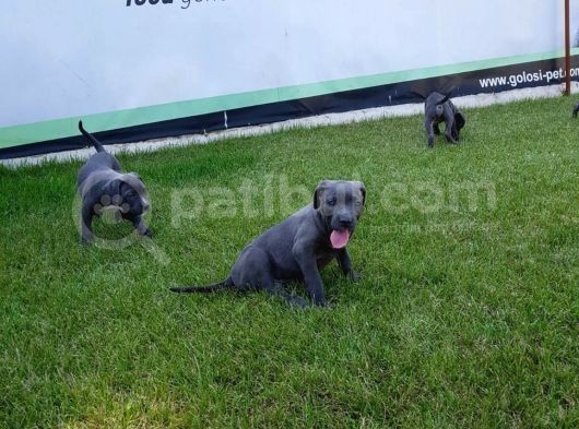 Blue Cane Corso Yavrularimiz Akkuş Üreti̇m Çi̇ftli̇ği̇nden görsel