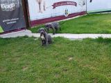 Blue Cane Corso Yavrularimiz Akkuş Üreti̇m Çi̇ftli̇ği̇nden