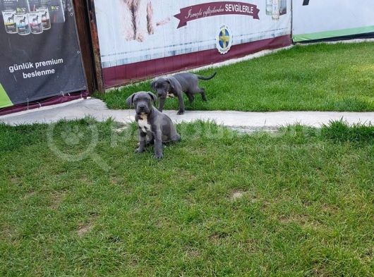 Blue Cane Corso Yavrularimiz Akkuş Üreti̇m Çi̇ftli̇ği̇nden görsel