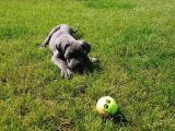 Blue Cane Corso Yavrularimiz Akkuş Üreti̇m Çi̇ftli̇ği̇nden