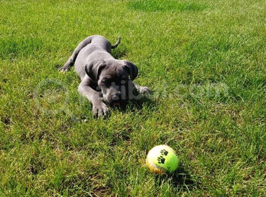 Blue Cane Corso Yavrularimiz Akkuş Üreti̇m Çi̇ftli̇ği̇nden görsel
