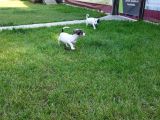 JACK RUSSEL YAVRULARI AKKUŞ ÜRETİM ÇİFTLİĞİNDEN