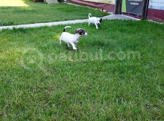 Jack Russel Yavrulari Akkuş Üreti̇m Çi̇ftli̇ği̇nden