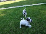 Jack Russel Yavrulari Akkuş Üreti̇m Çi̇ftli̇ği̇nden