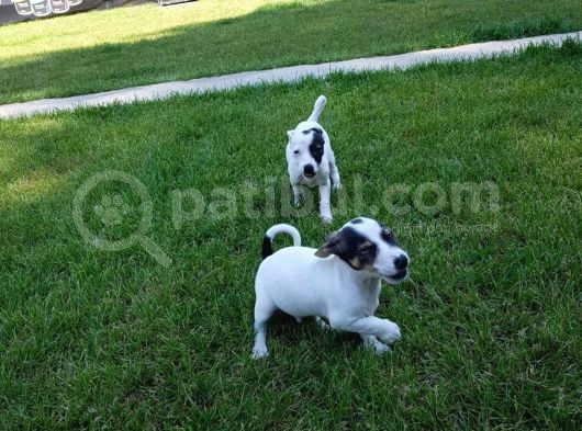 Jack Russel Yavrulari Akkuş Üreti̇m Çi̇ftli̇ği̇nden görsel