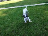 Jack Russel Yavrulari Akkuş Üreti̇m Çi̇ftli̇ği̇nden