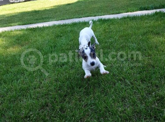 Jack Russel Yavrulari Akkuş Üreti̇m Çi̇ftli̇ği̇nden görsel