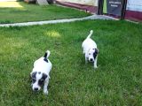Jack Russel Yavrulari Akkuş Üreti̇m Çi̇ftli̇ği̇nden