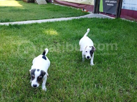 Jack Russel Yavrulari Akkuş Üreti̇m Çi̇ftli̇ği̇nden görsel