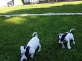 Jack Russel Yavrulari Akkuş Üreti̇m Çi̇ftli̇ği̇nden