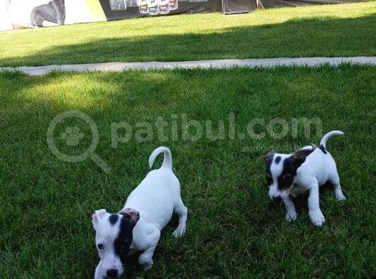 Jack Russel Yavrulari Akkuş Üreti̇m Çi̇ftli̇ği̇nden görsel