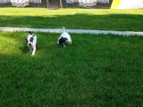 Jack Russel Yavrulari Akkuş Üreti̇m Çi̇ftli̇ği̇nden
