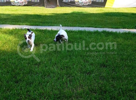 Jack Russel Yavrulari Akkuş Üreti̇m Çi̇ftli̇ği̇nden görsel