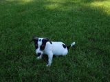 Jack Russel Yavrulari Akkuş Üreti̇m Çi̇ftli̇ği̇nden