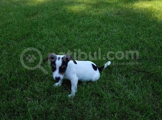 Jack Russel Yavrulari Akkuş Üreti̇m Çi̇ftli̇ği̇nden görsel