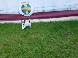 Jack Russel Yavrulari Akkuş Üreti̇m Çi̇ftli̇ği̇nden