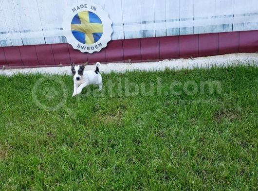 Jack Russel Yavrulari Akkuş Üreti̇m Çi̇ftli̇ği̇nden görsel
