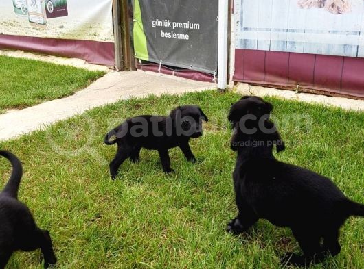 Si̇yah Labrador Yavrularimiz Akkuş Üreti̇m Çi̇ftli̇ği̇nden görsel