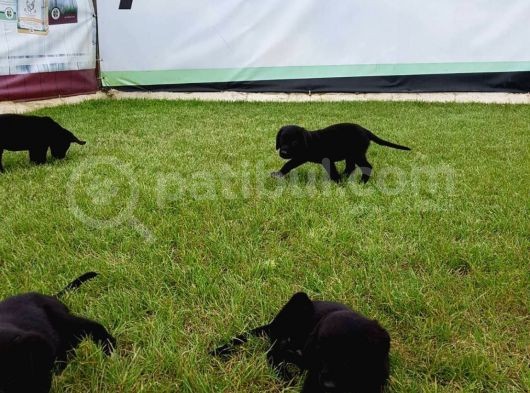 Si̇yah Labrador Yavrularimiz Akkuş Üreti̇m Çi̇ftli̇ği̇nden görsel