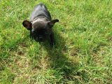 FRENCH BULLDOG YAVRULARIMIZ AKKUŞ ÜRETİM ÇİFTLİĞİNDEN
