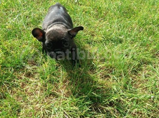 French Bulldog Yavrularimiz Akkuş Üreti̇m Çi̇ftli̇ği̇nden
