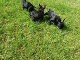 French Bulldog Yavrularimiz Akkuş Üreti̇m Çi̇ftli̇ği̇nden